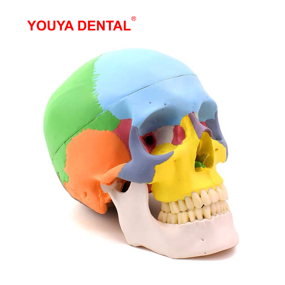 3D Printing Orthodontics - Levensgroot afneembaar anatomisch schedelmodel Kleur Tandheelkunde