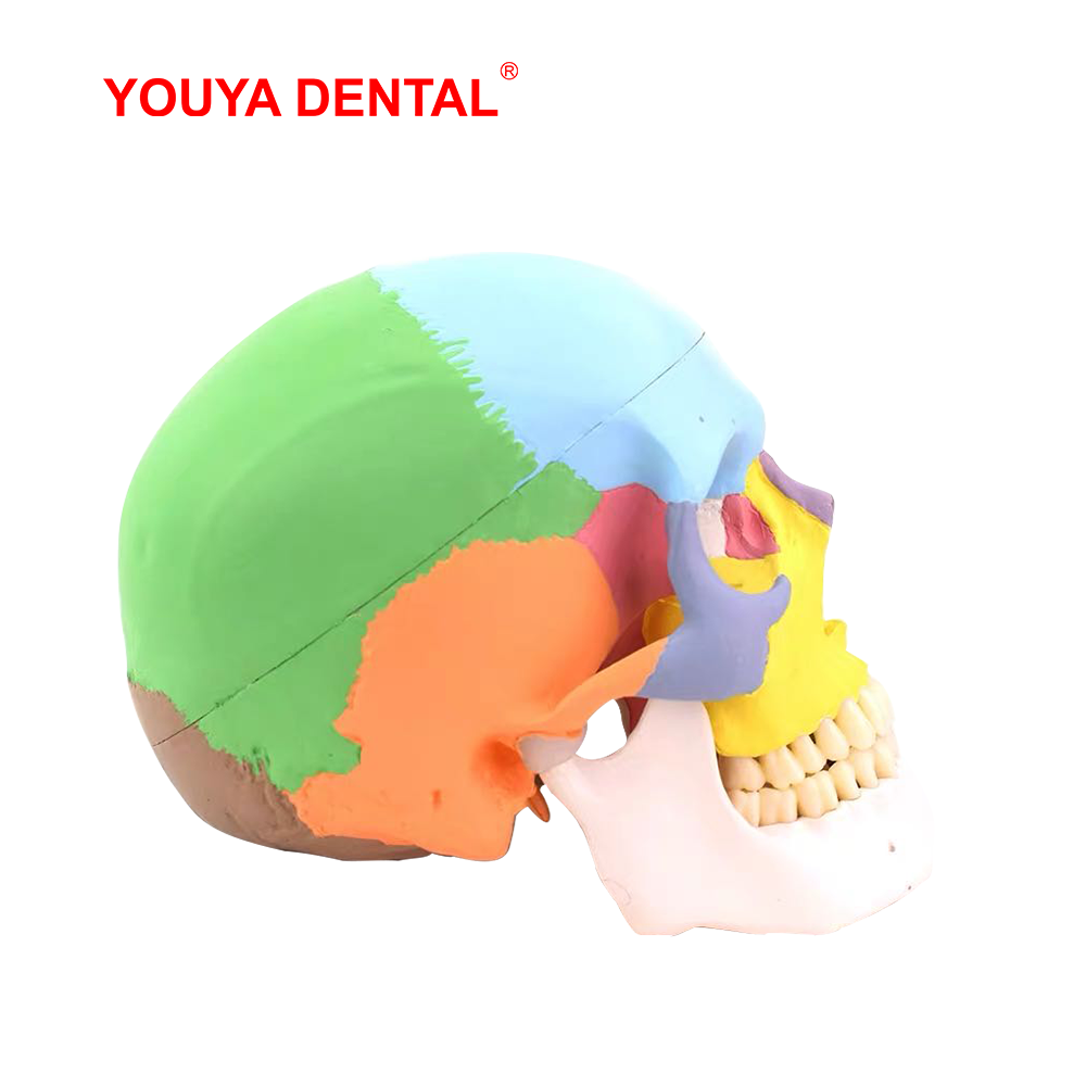 Levensgroot afneembaar anatomi - 3D Printing Orthodontics recensie en prijs
